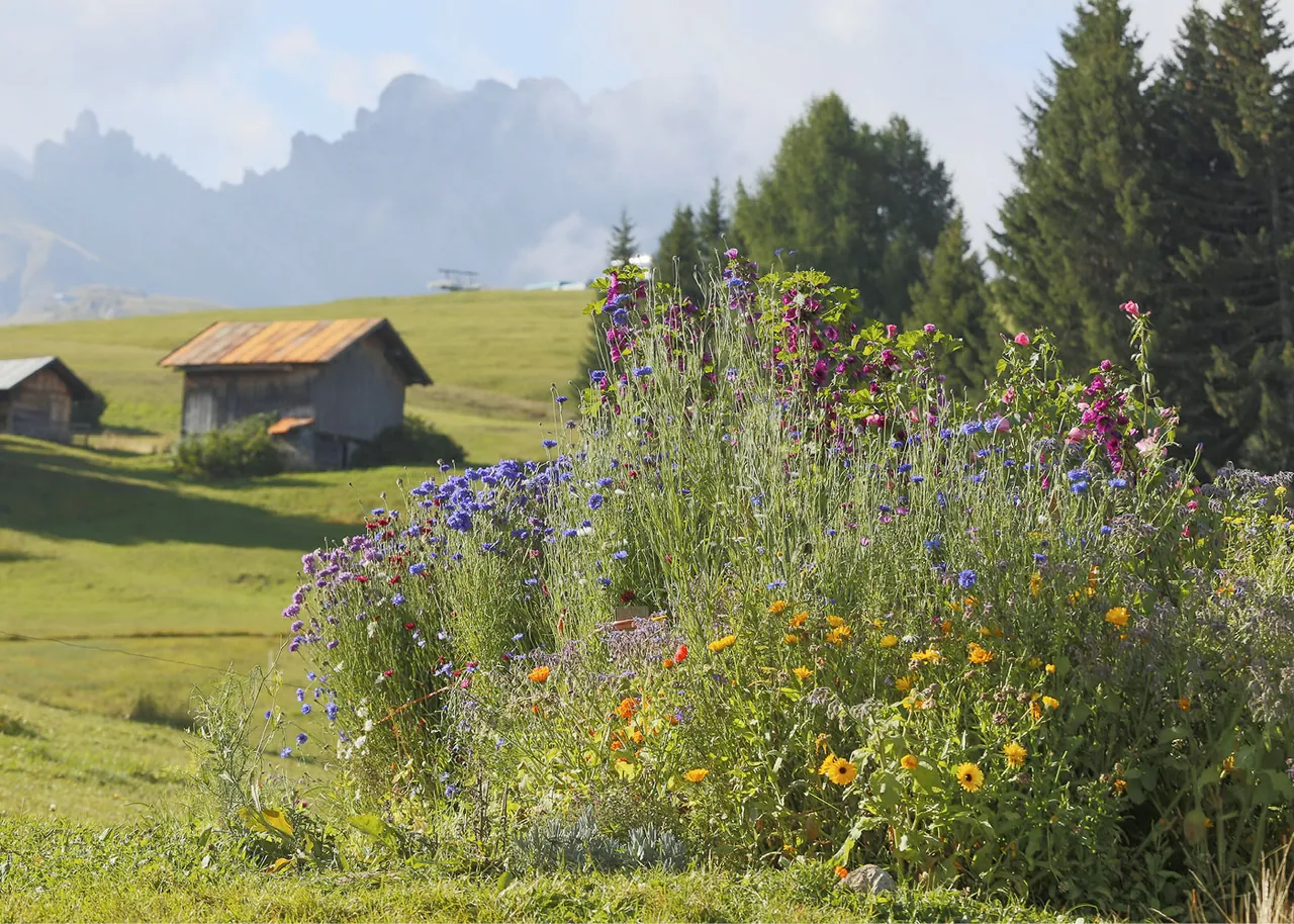 Blumenwiese mit Almhütten und Dolomiten