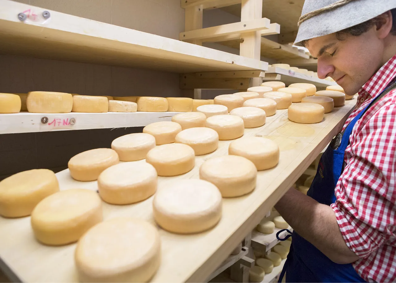 Frischer Käse auf Holzregalen in der Käserei